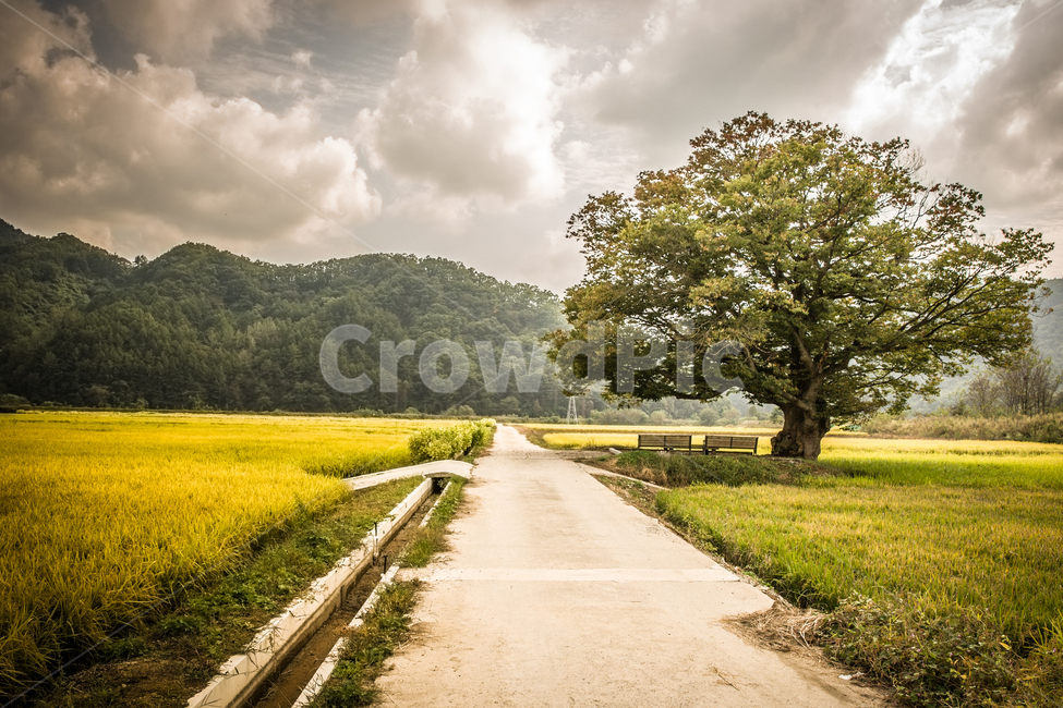 시골,풍경,농로,LANDSCAPE,느티나무,왕따나무,가을느낌,자연,풍경,nature,landscape,한국자연풍경,한국자연경관,korea nature landscape,시골,마을,country,rural,town,식물,plants,나무,trees,wood,휴식,힐링,rest,relaxation,healing,road,도로