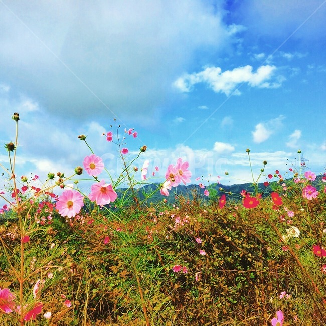 봄,산책로,들꽃,구름,따뜻,식물,자연,plants,nature,꽃,flower