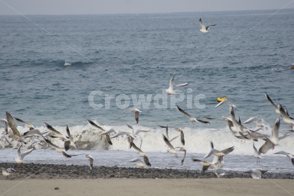 겨울바다,감성,갈매기,비상,바다,자유,동물,animal,조류,새,birds