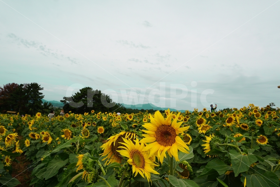 가을,해바라기,꽃,감성,사진,여름,계절,summer,season,식물,자연,plants,nature,꽃,flower,plant,blossom