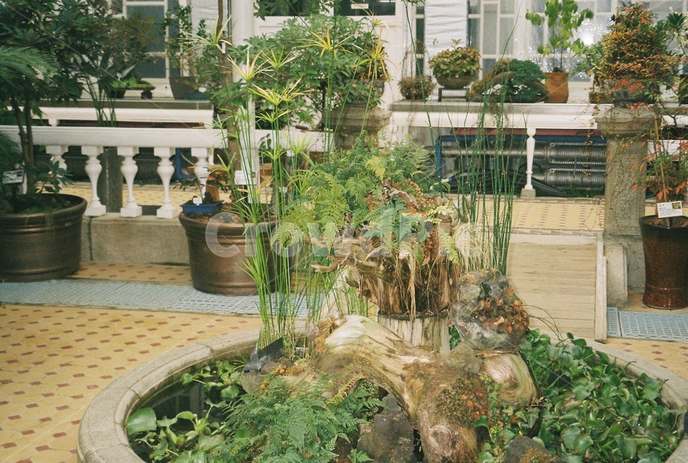 식물원,식물,수경식물,부레옥잠,대온실,plant