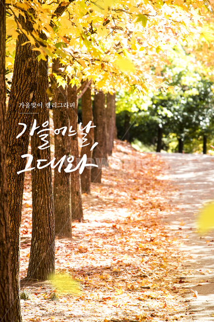 단풍,나무,길,공원,캘리그라피,손글씨,가을,배경,은행잎,가을,계절,fall,autumn,season,캘리그라피,손글씨,calligraphy,tree,plant,식물,tree trunk,나무 줄기,leaf,잎