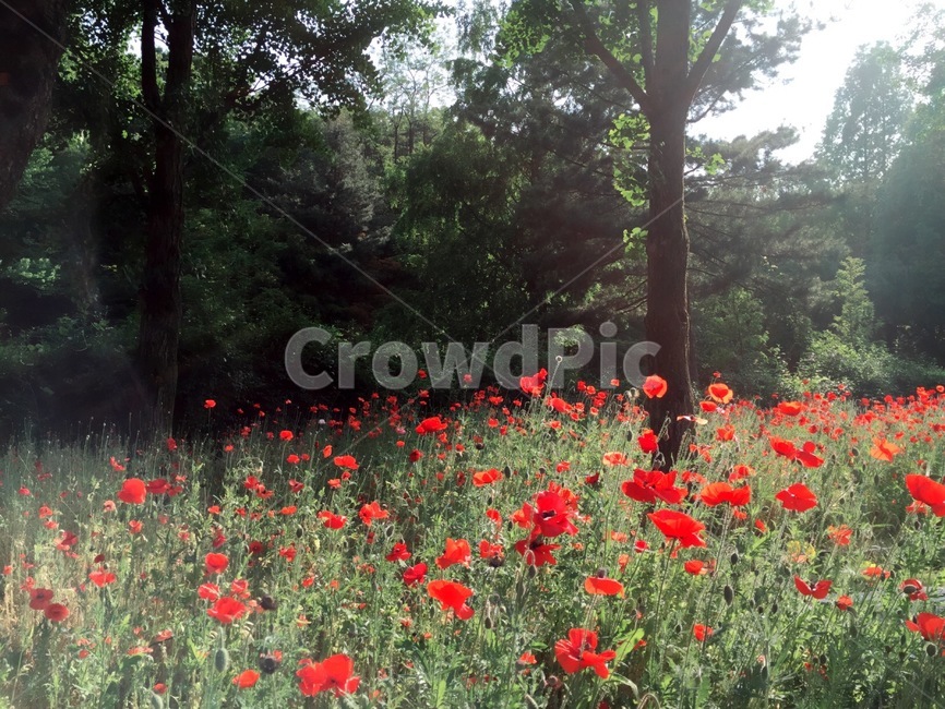 봄,봄꽃,자연,나무,붉은꽃,자연,풍경,nature,landscape,식물,plants,꽃,flower,나무,trees,wood,plant,blossom