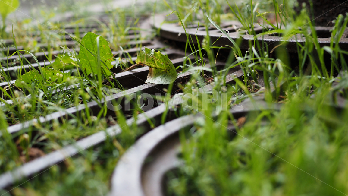잡초,가로수,보호망,아웃포커스,weeds