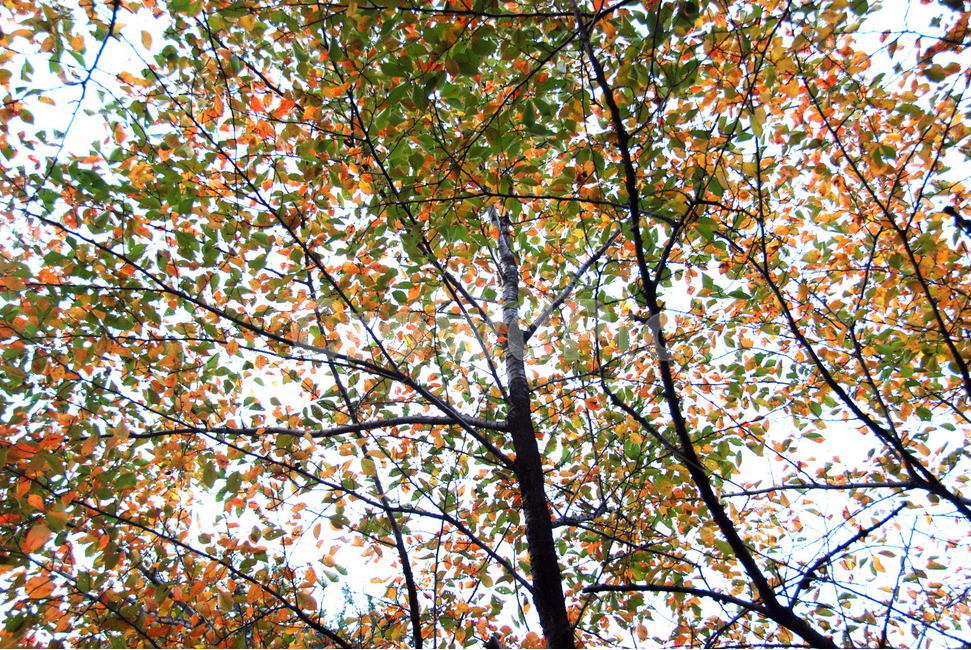 가을,낙옆,자연,단풍,나무,화려함,찬란함,가을,계절,fall,autumn,season,식물,자연,plants,nature,나무,trees,wood,tree,plant,leaf,잎