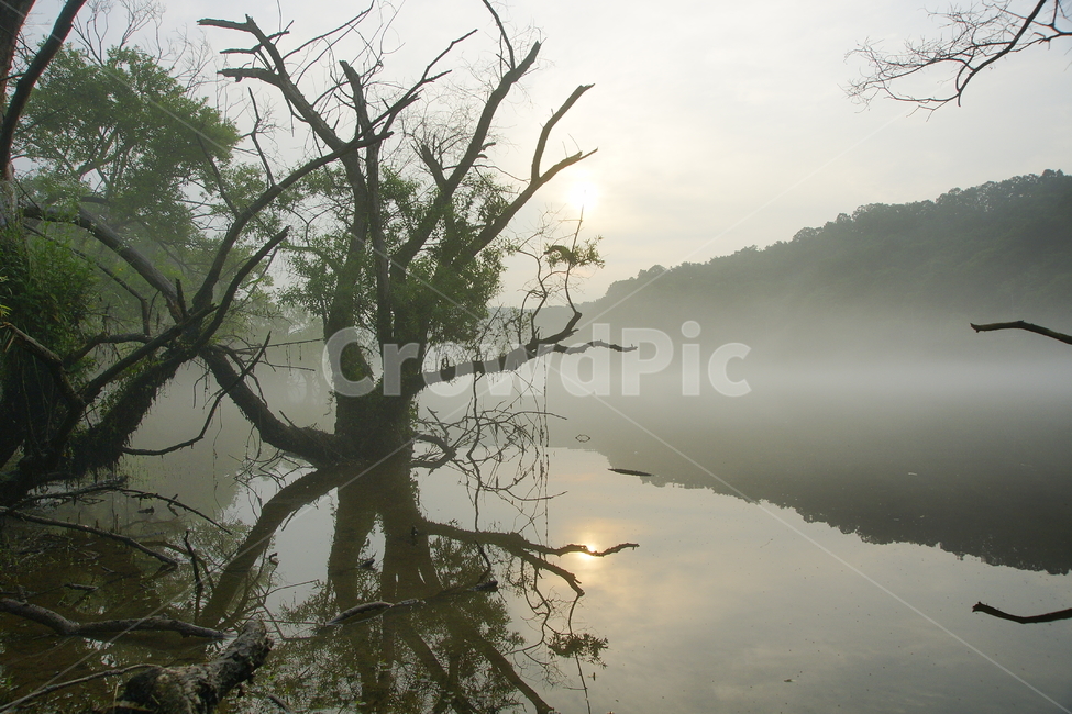 물안개,금강,대청댐,신선한아침,나무,자연,풍경,nature,landscape,한국자연풍경,한국자연경관,korea nature landscape,outdoors,옥외,weather,날씨
