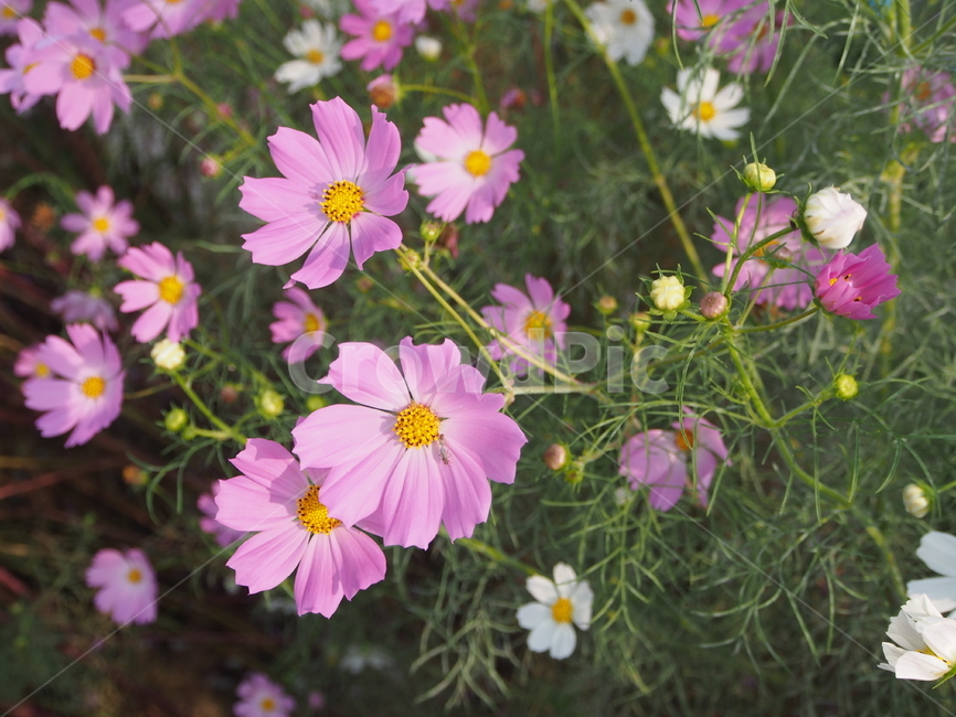 코스모스,꽃,가을,공원,flower,자연,꽃놀이,가을꽃,봄,blossom,식물,plant,식물,자연,plants,nature,꽃,flower