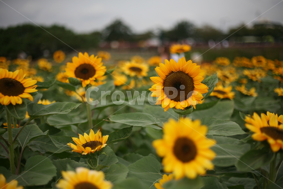 해바라기,꽃,해바라기밭,꽃밭,들판,plant,식물,blossom,flower,식물,자연,plants,nature,꽃,flower