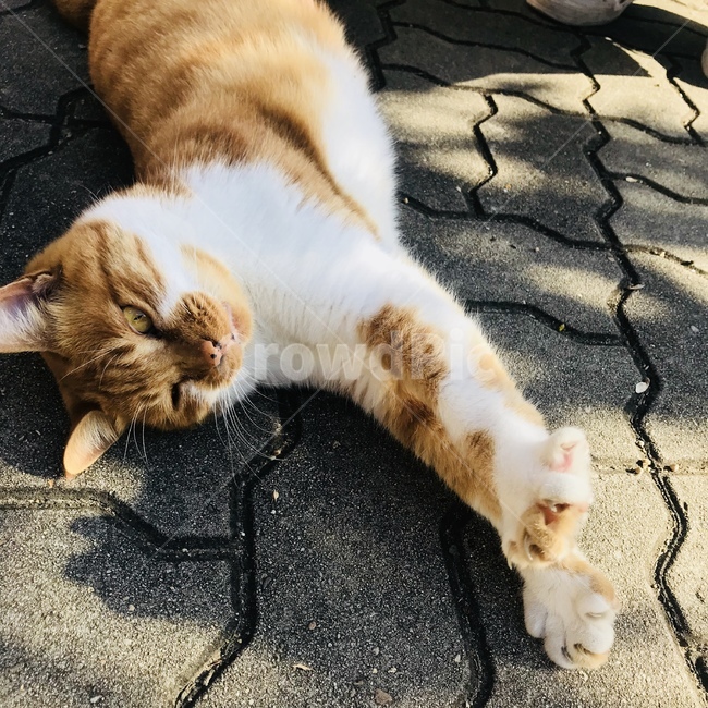 기지개,길고양이,귀여움,그늘,고양이,길바닥,쓰러짐,누움,취침,낮잠,졸음,동물,동물,animal,포유류,mammal,고양이,cat,kitten,kitty