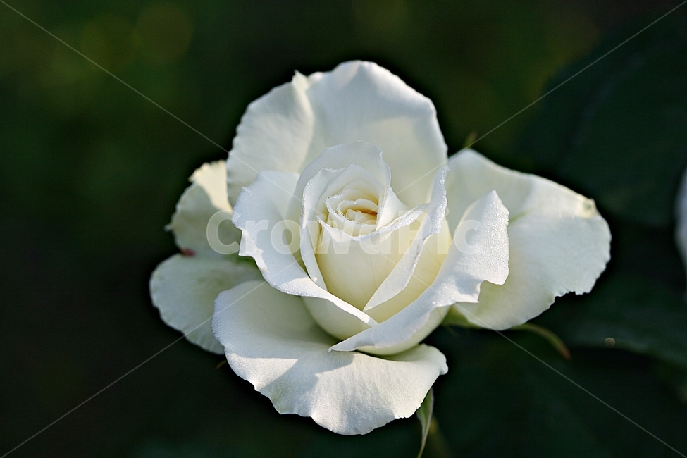 장미,꽃,봄,식물,자연,플라워,축제,식물,자연,plants,nature,꽃,flower