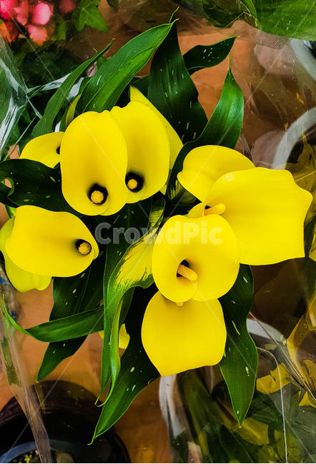 카라,꽃,봄,화초,노랑꽃,화분,식물,자연,plants,nature,꽃,flower