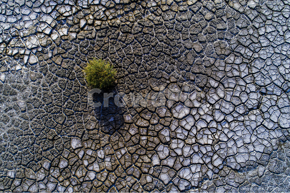 갈라진땅,패턴,식물,운염도,영종도,항공촬영,자연,풍경,nature,landscape