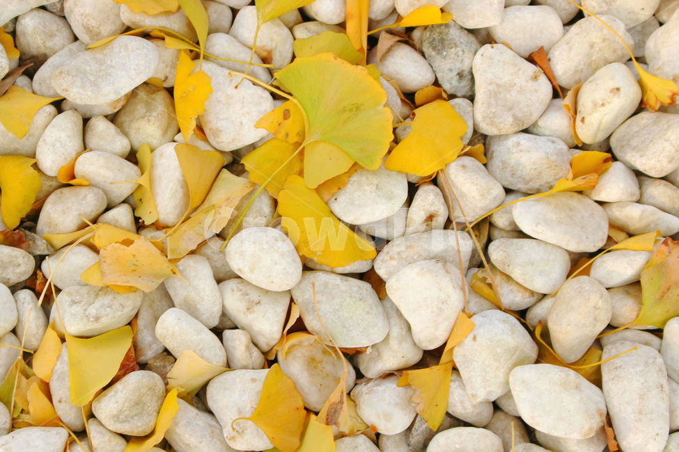은행나무,길,가을,계절,자연,fall,은행,은행잎,자갈,돌,가을,계절,fall,autumn,season,식물,자연,plants,nature