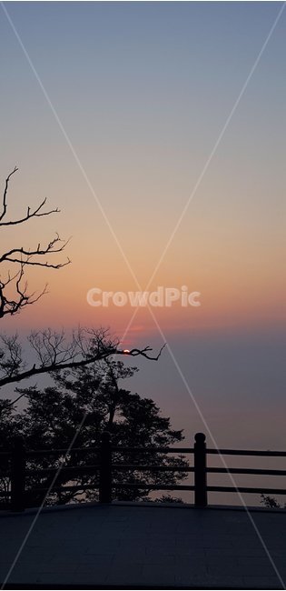 나무잎,여수,향일암,새벽,일출