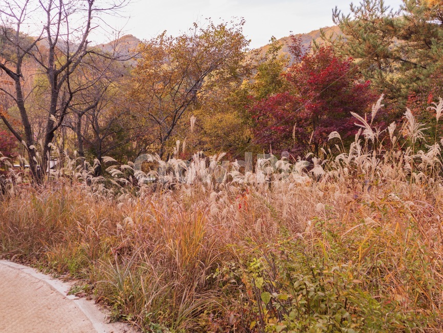 자연,가을,억새,plant,식물,가을,계절,fall,autumn,season,식물,자연,plants,nature,grass,잔디