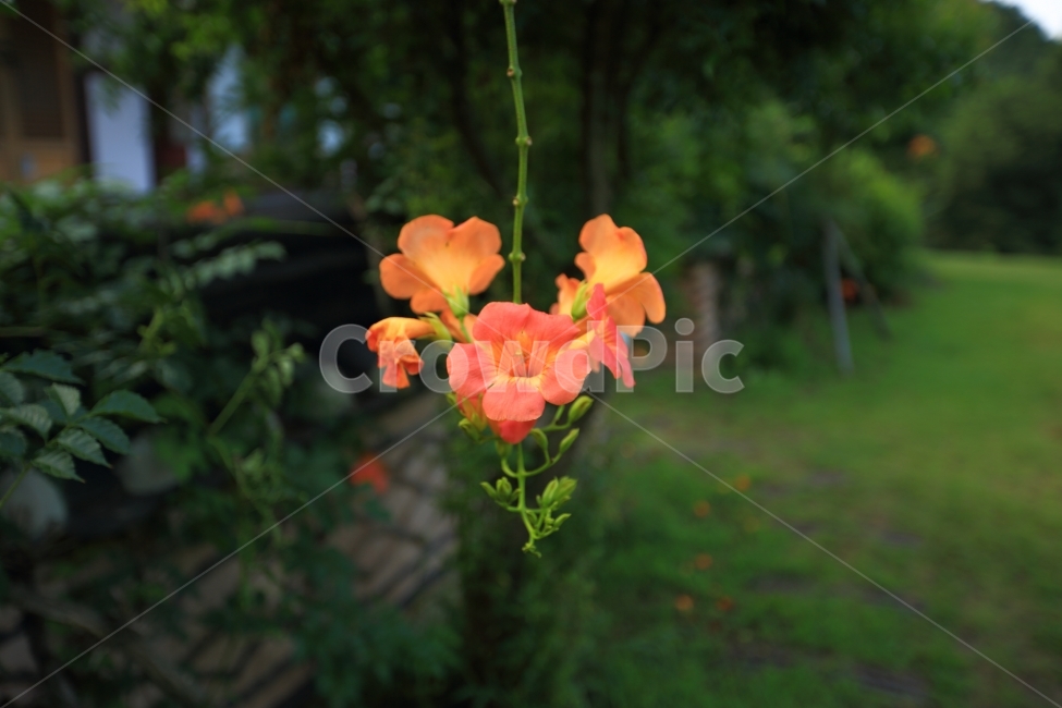 능소화,접사,자연,풍경,여름꽃,식물,자연,plants,nature,꽃,flower