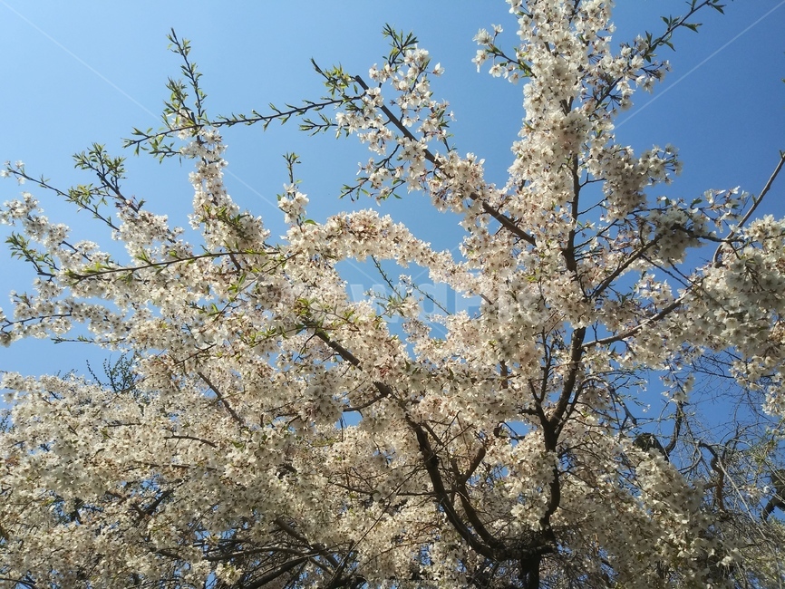벗꽃,벗나무,봄,하늘,plant,식물,blossom,꽃,flower,식물,자연,plants,nature,꽃,flower