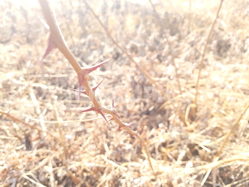 가시,가시덤불,고통,혼란,아픔,식물,자연,plants,nature