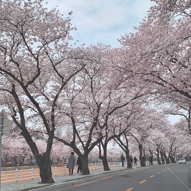 벚꽃,봄,벚꽃축제,도로,벚꽃길,4월,나들이,봄,계절,spring,season,자연,풍경,nature,landscape,plant,식물,flower,꽃,blossom