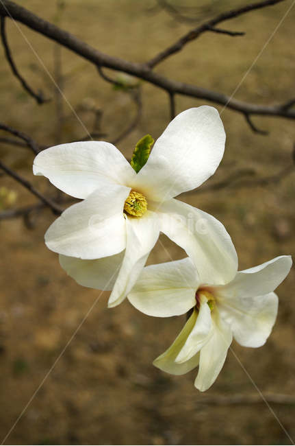 목련,꽃,flower,나무,식물,plant,봄,spring,계절,식물,자연,plants,nature,꽃,flower