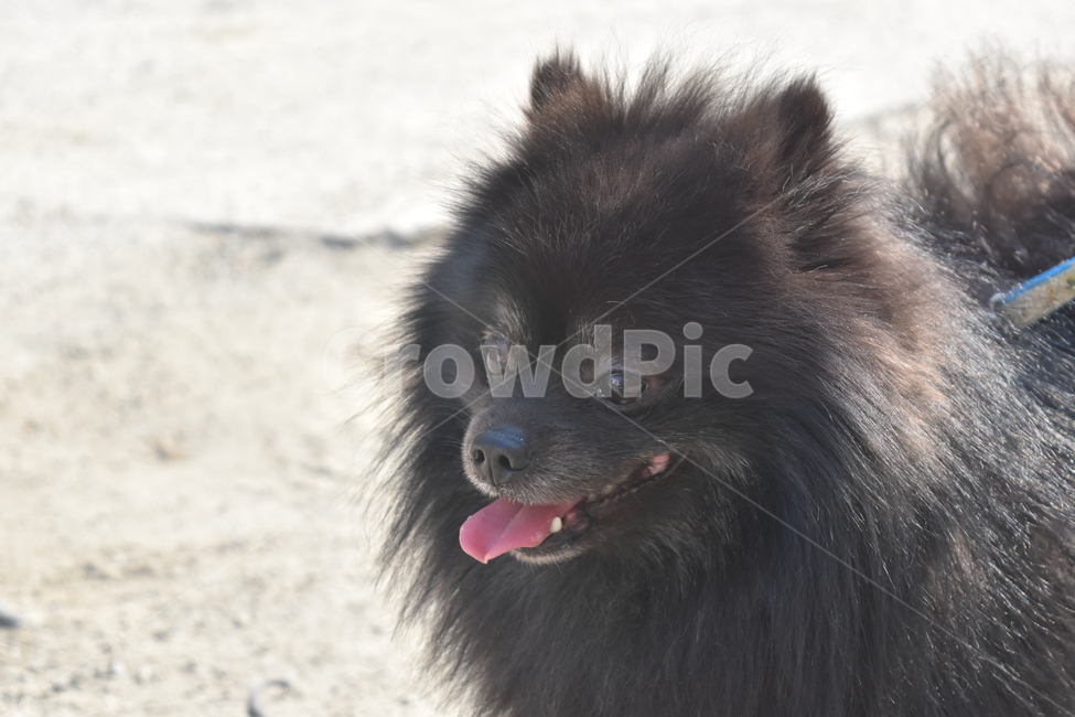 강아지,개,동물,산책,포메라니안,dog,동물,animal,포유류,mammal,개,강아지,dog,doggy