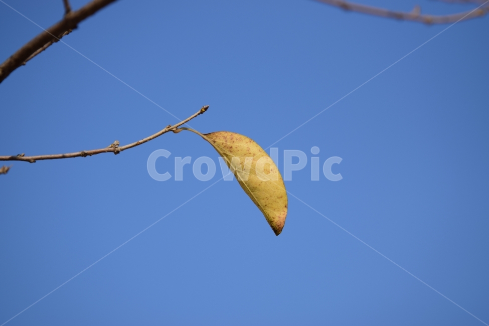 가을,낙엽,단풍,외로움,고독,가을,계절,fall,autumn,season,식물,자연,plants,nature,plant,leaf,잎,veins,정맥