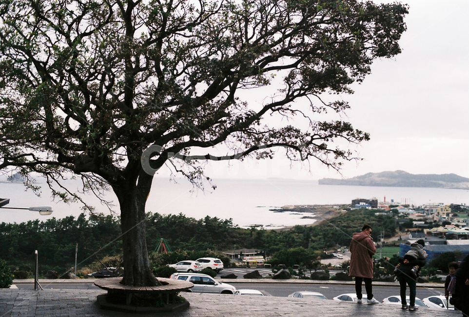 제주,나무,상산굴,사람,2명,바다,필름사진,나무,trees,wood