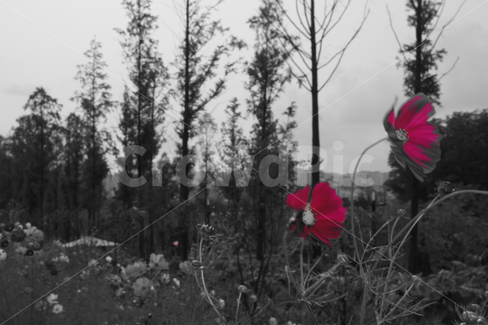 흑백,꽃,코스모스,자연,숲길,식물,자연,plants,nature,꽃,flower,흑백,모노톤,monochrome,black and white