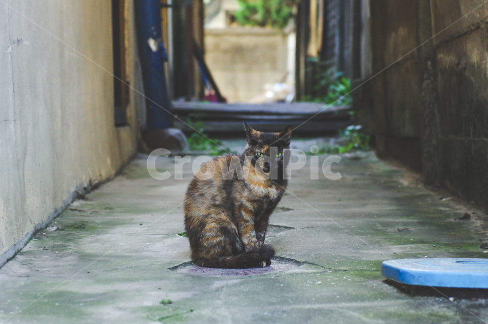고양이,길고양이,야옹이,길냥이,kitty,야생동물,감성,반려동물,생명,cat,길,street,동물,animal,포유류,mammal,고양이,cat,kitten,kitty