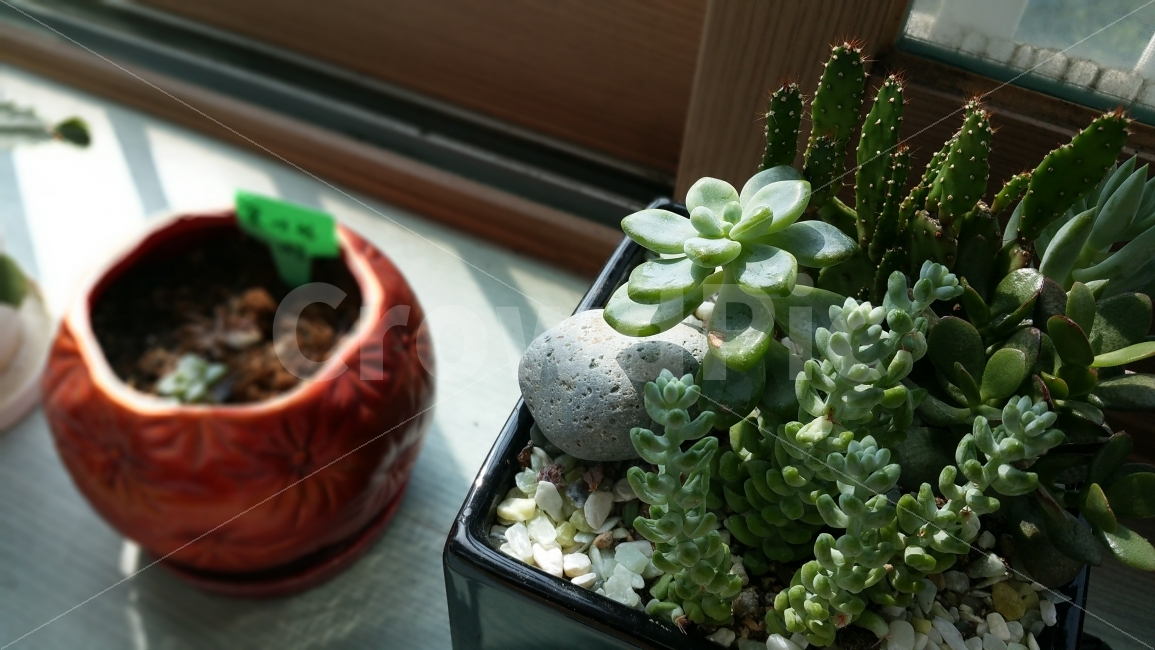 화분,미니화분,식물,선인장,선인장식물,식물,자연,plants,nature,실내용화초,화분,화초,house plant