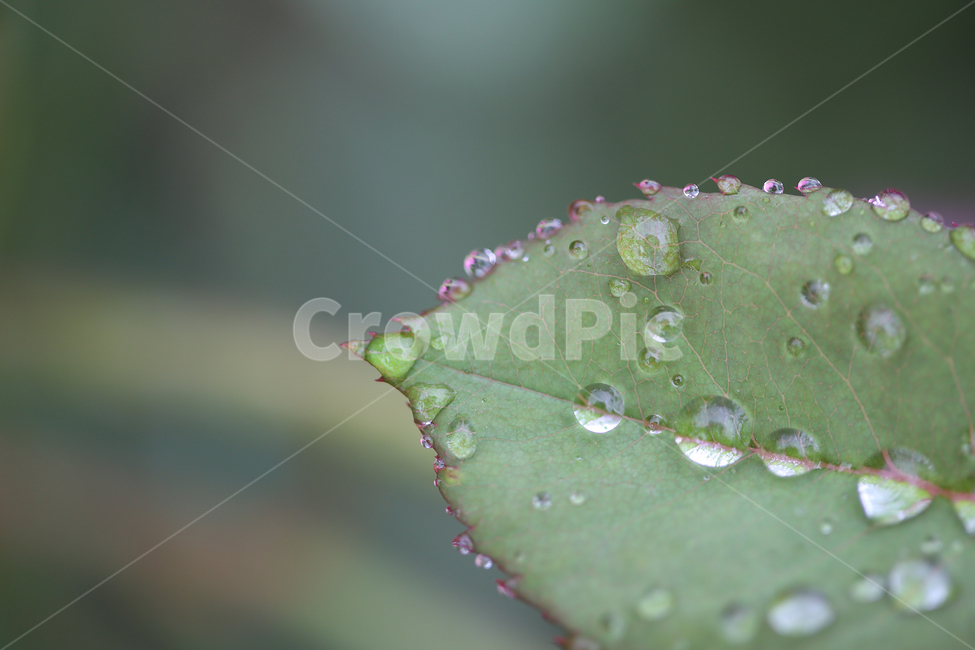 나뭇잎,빗방울,물방울,leaf,raindrop,waterdrop,식물,자연,plants,nature