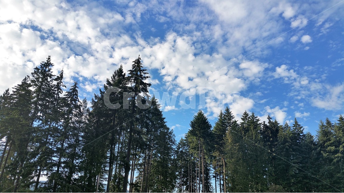 하늘,나무,풍경,자연,구름,자연,풍경,nature,landscape,식물,plants,나무,trees,wood,tree,plant,fir,전나무
