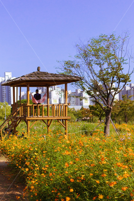 outdoors,옥외,nature,자연,flower,꽃,blossom,상동호수공원,정자,해먹,코스모스,나무,tree