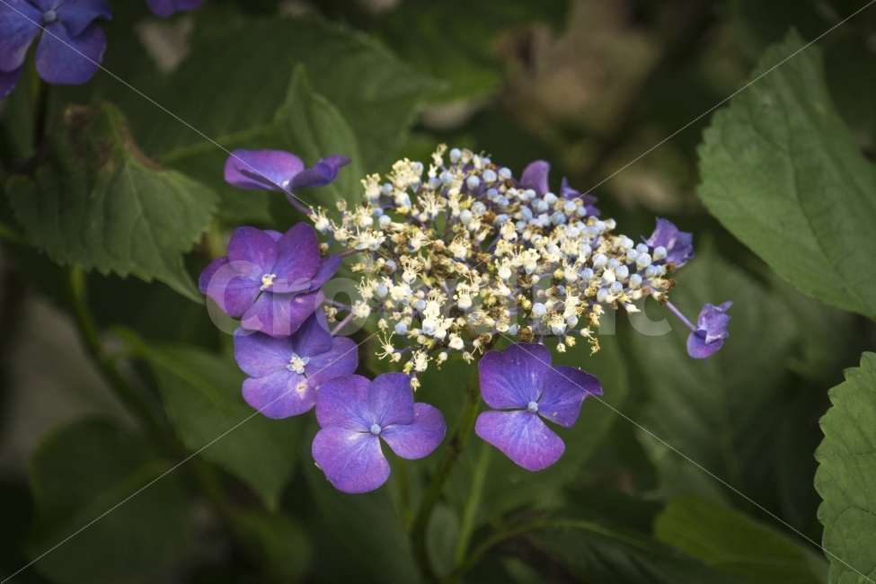7월,기청산식물원,꽃,수국,식물,여름,여행,자연,포항,힐링,flower,식물,자연,plants,nature,꽃,flower