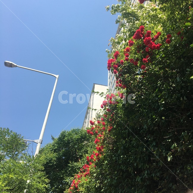 garden,장미,꽃,flower,rose,붉은장미