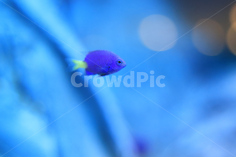 생선,어류,수족관,열대어,관상어,fish,물고기,animal,동물,water,물,aquatic,물의,바다,동물,animal,어류,물고기,fish