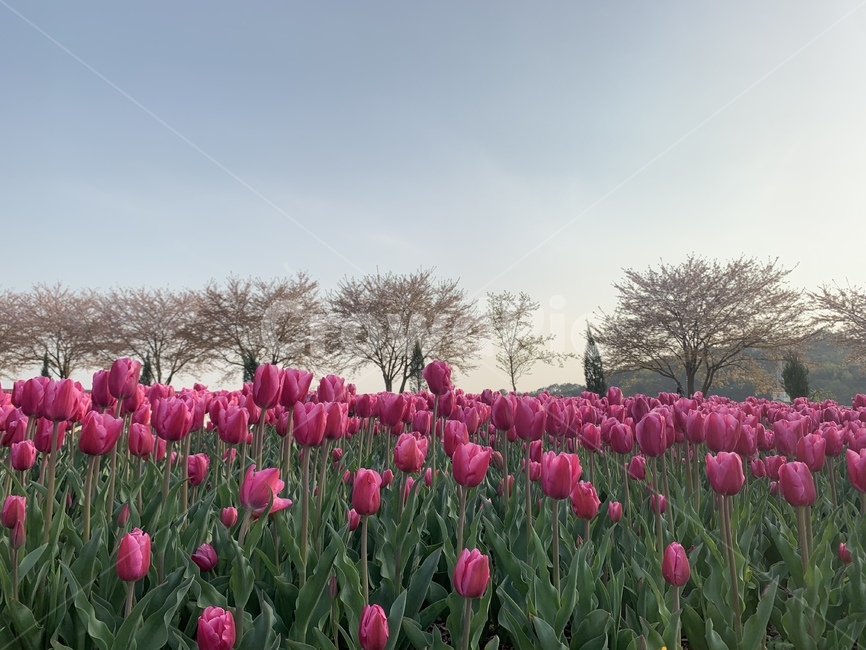 봄,꽃,튤립,순천,순천만정원,식물,자연,plants,nature,꽃,flower