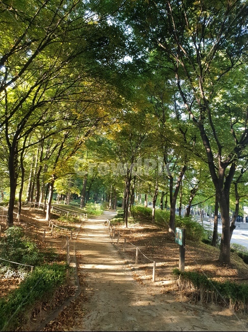 숲,산책로,산책,힐링,나무,초록,가을,낙엽,자연,풍경,nature,landscape,휴식,힐링,rest,relaxation,healing,tree,plant,식물,outdoors,옥외