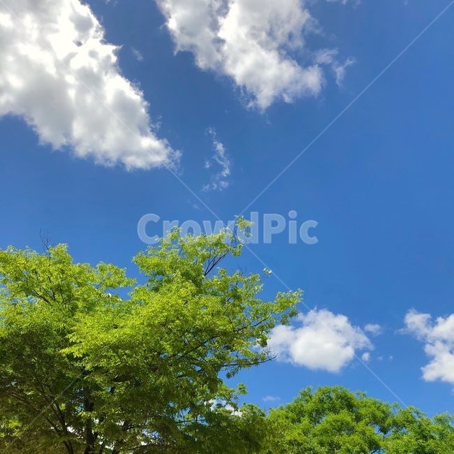 nature,자연,outdoors,옥외,구름,tree,나무,날씨,자연,풍경,nature,landscape