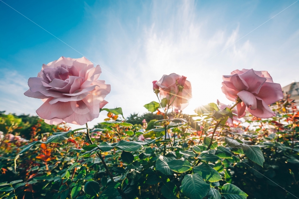 장미,장미축제,꽃밭,자연,푸른하늘,감성사진,rose,flower,식물,자연,plants,nature,꽃,flower,감성,sensible,feeling