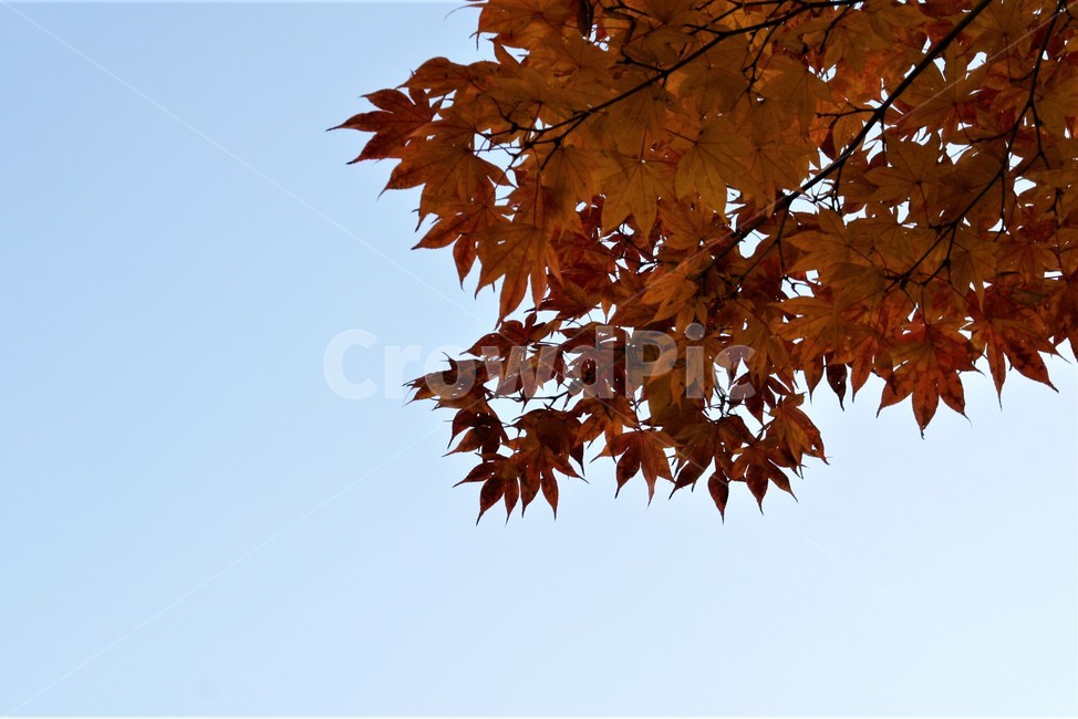 가을,단풍,단풍잎,단풍나무,나무,하늘,가을,계절,fall,autumn,season,식물,자연,plants,nature,plant,leaf,잎,tree