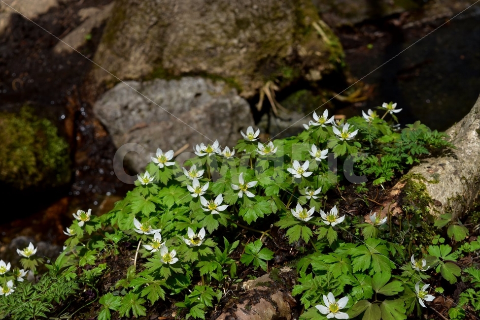모데미풀,봄,야생화,꽃,청태산,강원도,봄꽃,고산야생화,감성,wildflower,산꽃,봄야생화,계곡,이끼,꽃말,슬픈추억,아쉬움,MegaleranthissaniculifoliaOhwi,금매화아재비,운봉금매화,식물,자연,식생,생태,식물,자연,plants,nature,꽃,flower