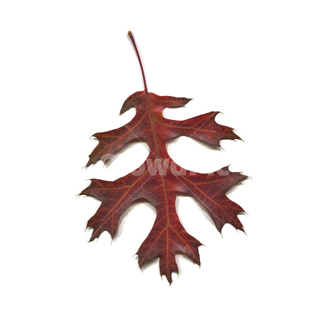 나무,잎,가을,갈색,단풍,계절,자연,붉은단풍,leaf,plant,식물,가을,계절,fall,autumn,season,누끼,remove background