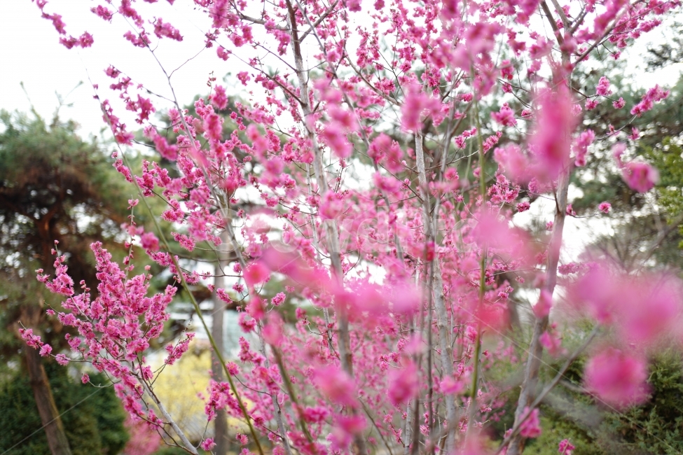 매화,홍매화,꽃,봄꽃,봄,봄,계절,spring,season,식물,자연,plants,nature,꽃,flower,plant,blossom