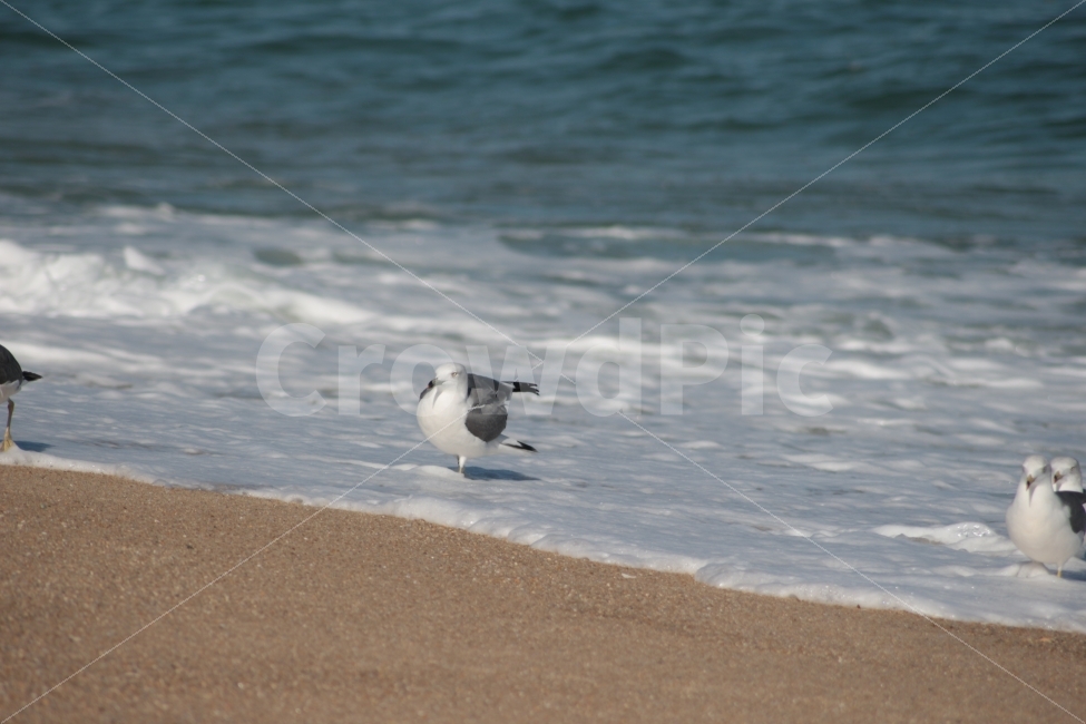 갈매기,동물,새,바다,파도,조류,바닷가,해변,해변기,gull,sea,해변,바다,beach,sea,동물,animal,조류,새,birds