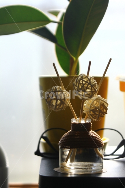 화분,디퓨저,햇빛,일상,감성,식물,방향제,인테리어,실내디자인,interior design,사물,물건,오브젝트,thing,object,matter