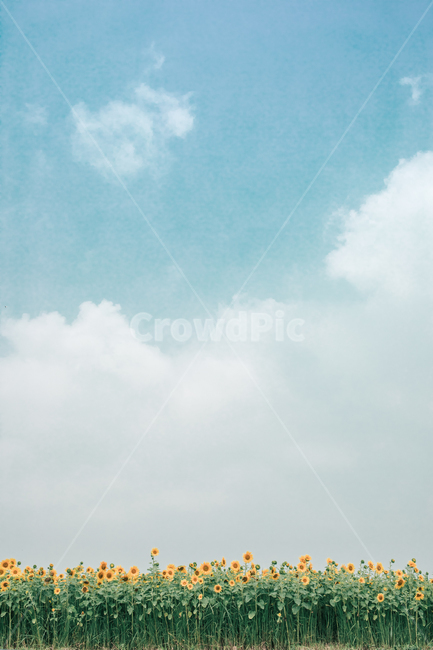 sky,natural,nature,emotional,yellow,sunflower,summer,flower,cloud,healing,Emotion,summer flowers,Sunny