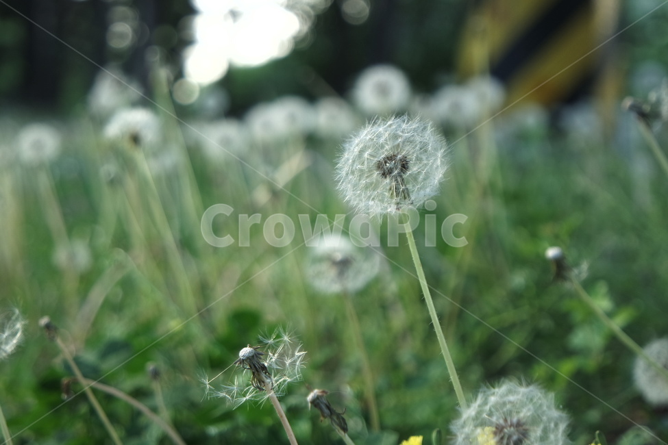 plant,식물,꽃,민들레씨,dandelionseeds,자연