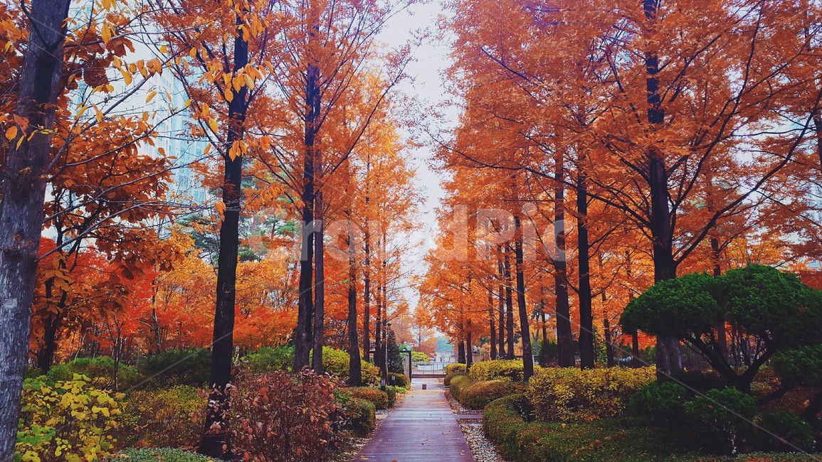 가을,낙엽,절경,조경,단풍