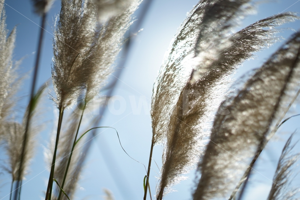 가을,햇빛,하늘,팜파스,자연,가을,계절,fall,autumn,season,식물,자연,plants,nature,grass,잔디,plant,lawn,reed,갈대